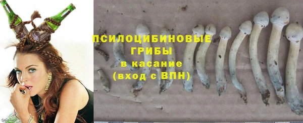 стаф Арсеньев